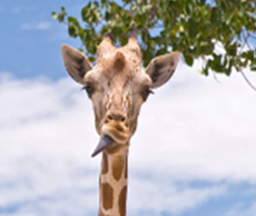 girafe au zoo