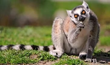 Faire un stage soigneur animalier dans le var