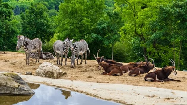 Comment payer sa place au Zoo de Beauval moins cher ?