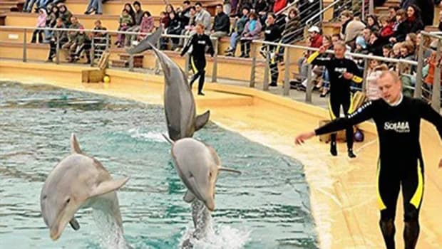 La famille des Dauphins s’agrandit chez Planète Sauvage !