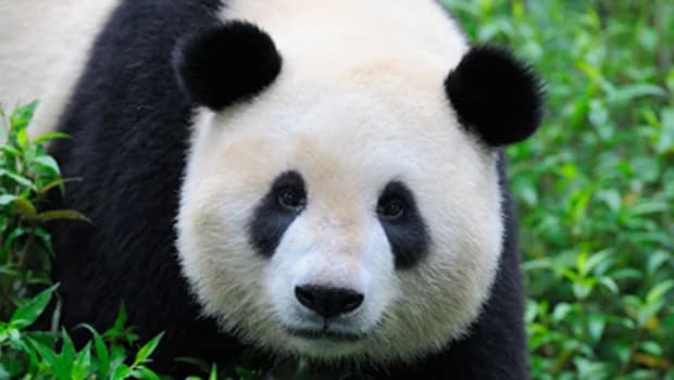 Le Zoo de Beauval accueil ses deux pandas Géants