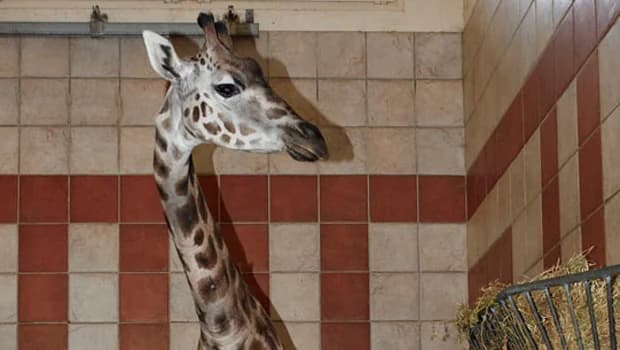 Une nouvelle pensionnaire est arrivée au Zoo de la Palmyre ! 