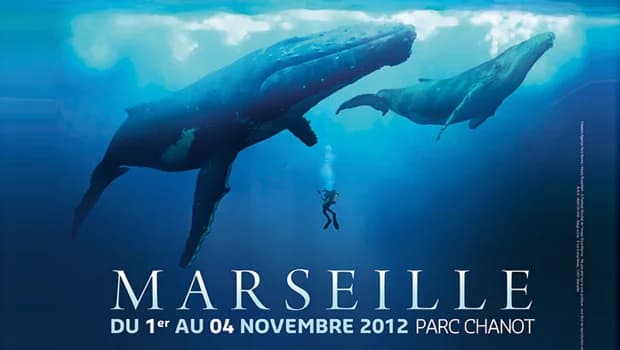 Festival mondial de l'image sous-marine à Marseille