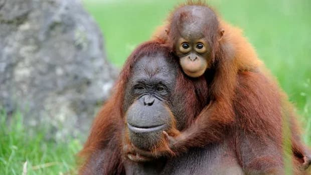 Semaine des orangs-outans au Zoo de Beauval