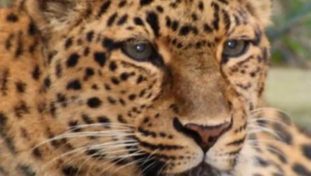 Cinq nouveaux arrivants au Zoo African Safari de Plaisance-du-Touch
