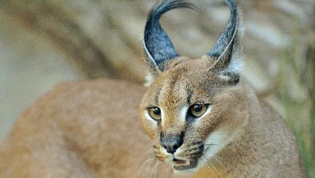 Des nouveaux pensionnaires à la Ménagerie du zoo du Jardin des Plantes !