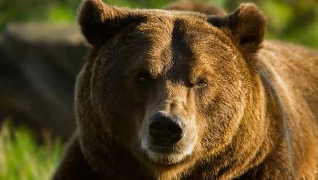 Découvrez la nouveauté « Terres des Ours »
