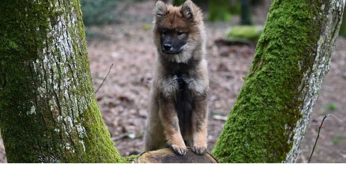 Soirée avec des loups : l'activité insolite de votre été