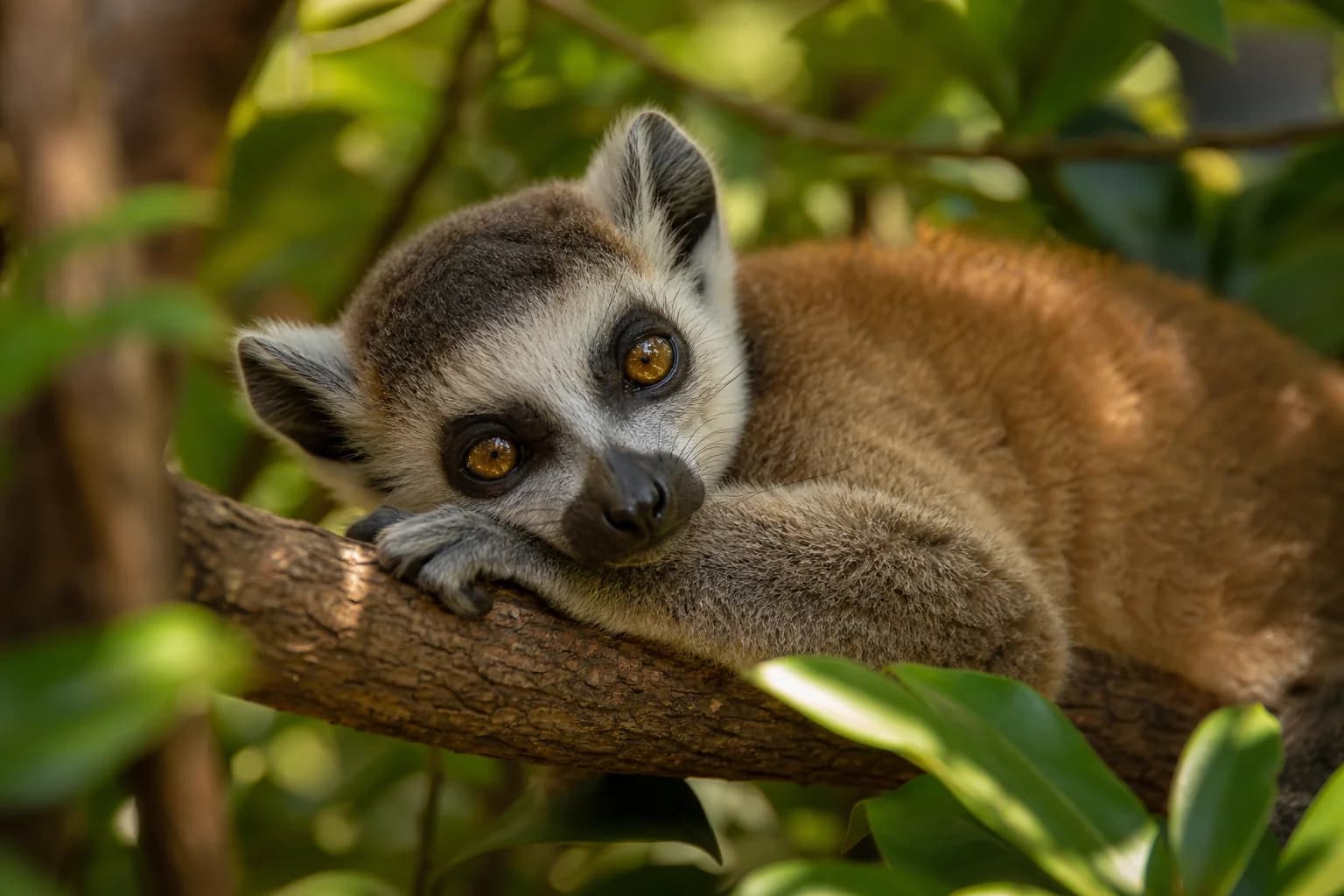 Deux naissances de lémuriens au parc zoologique de Besançon