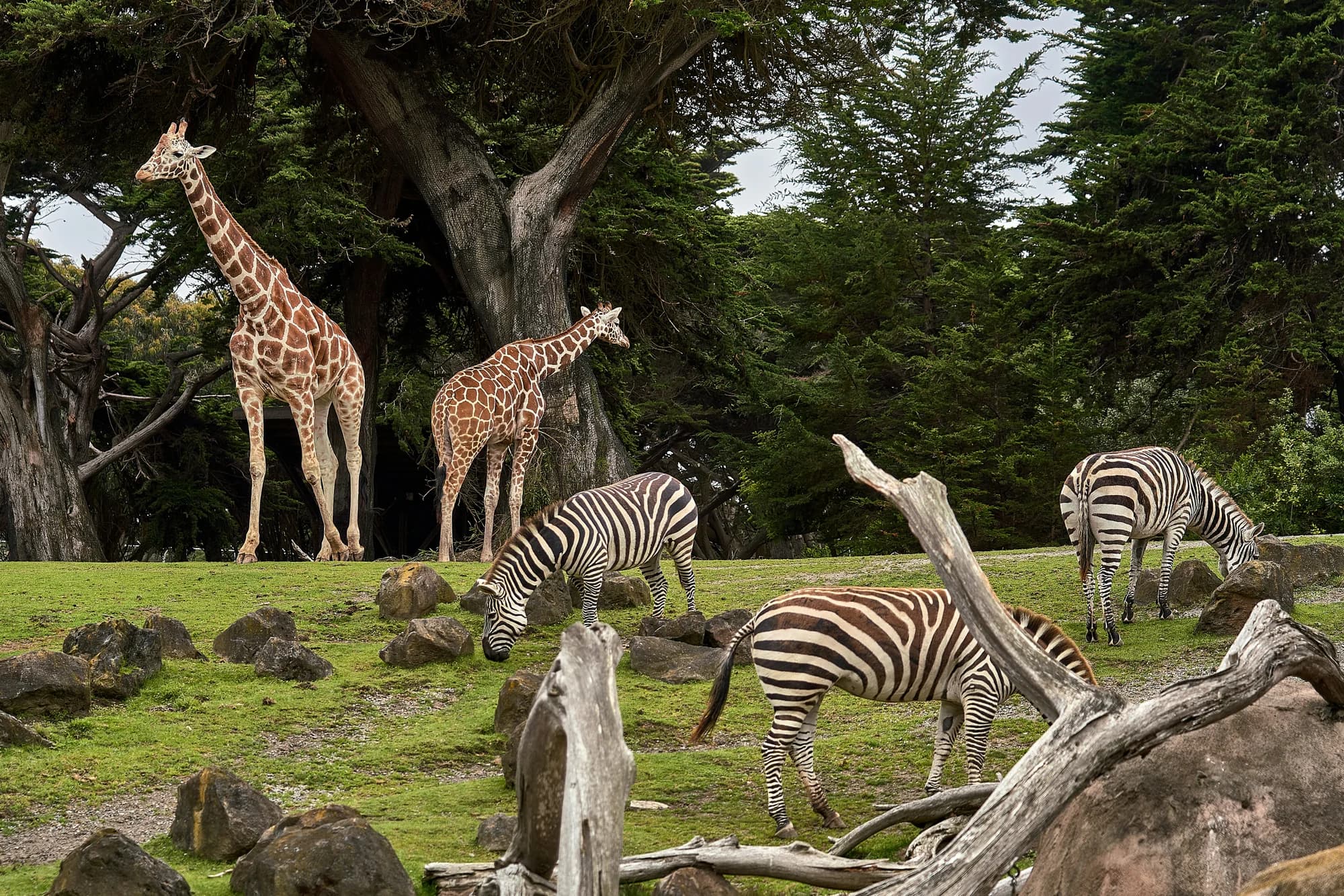 Safari de Peaugres : safari en voiture, tarifs et visite