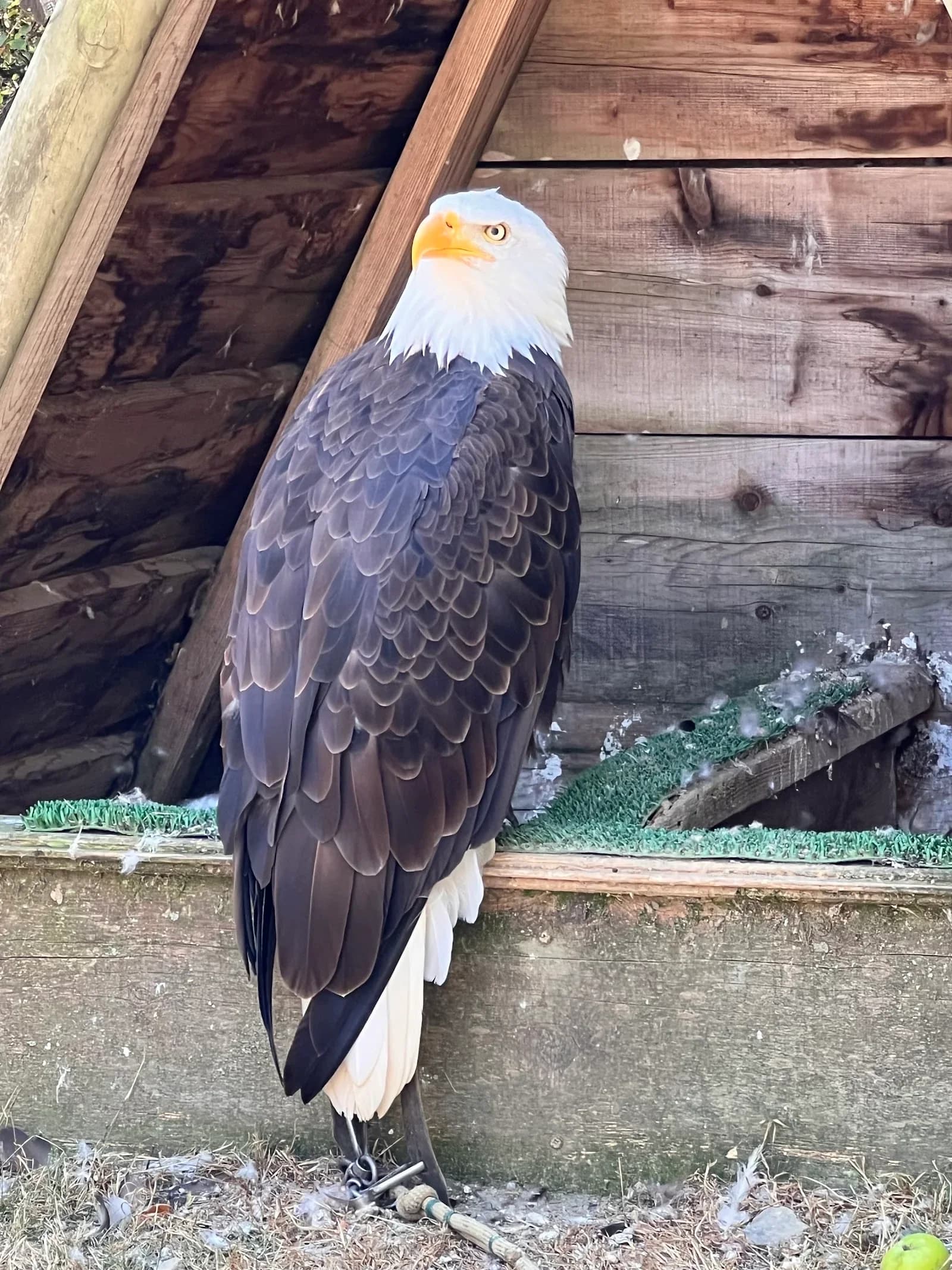 Les Aigles D'Aure