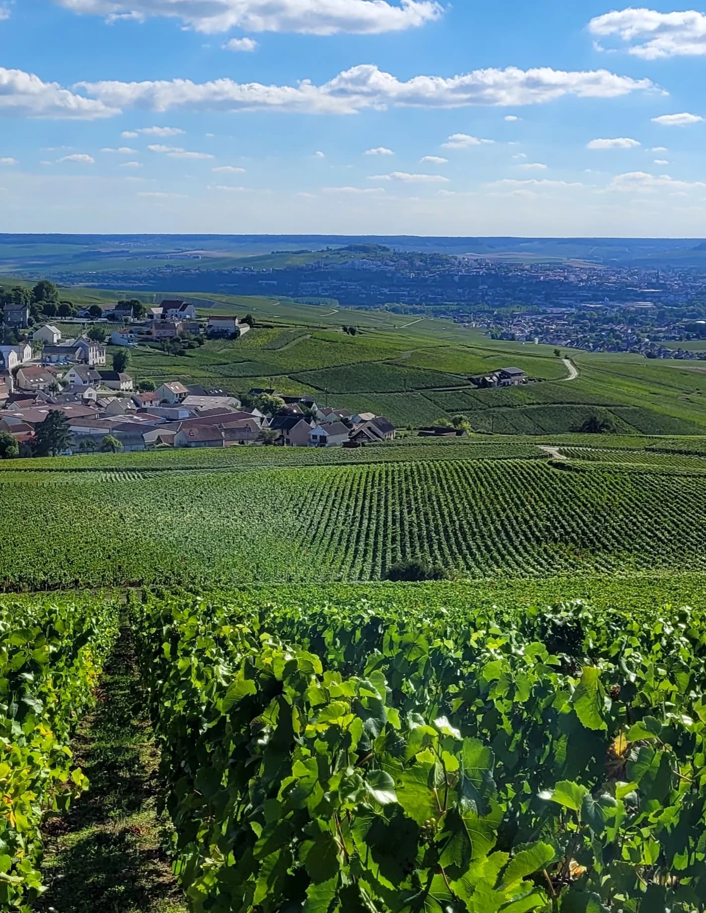 Parc naturel régional de la Montagne de Reims