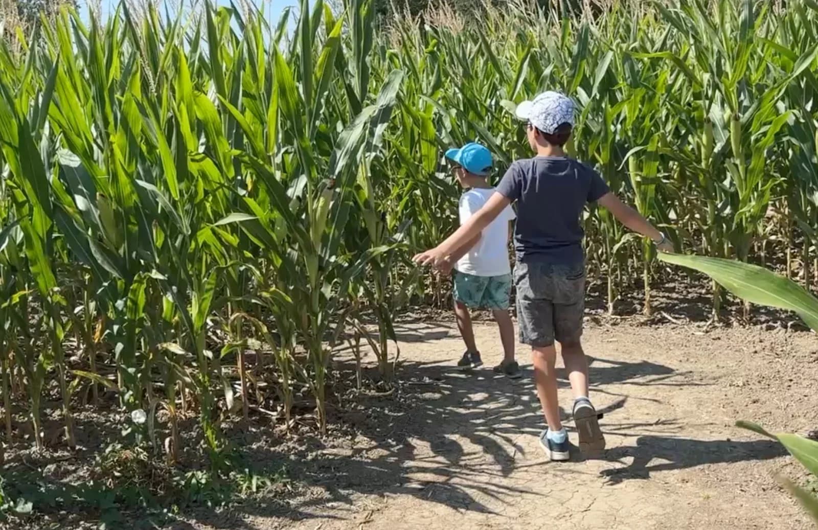 Labyrinthe végétal Pop-corn