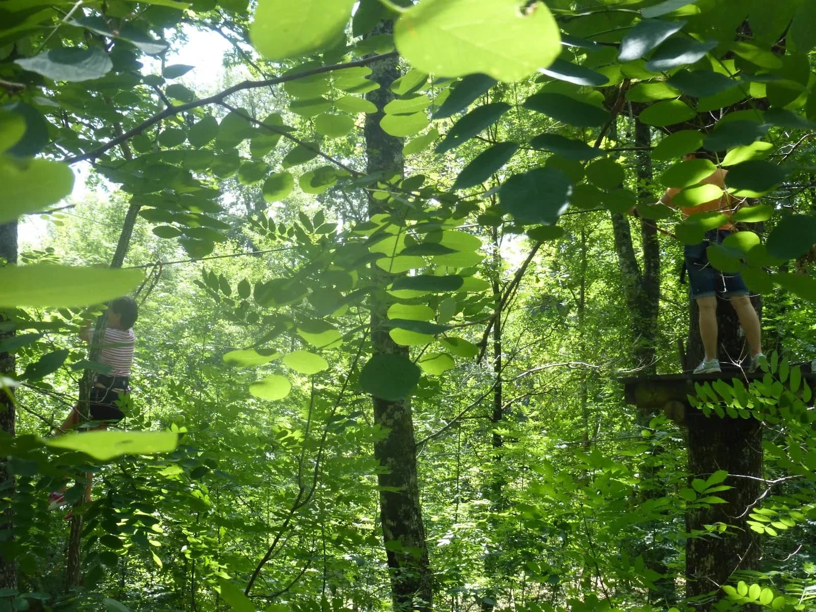 Le cri de Tarzan