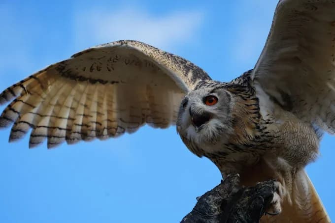 Parc Animalier de Montazeau