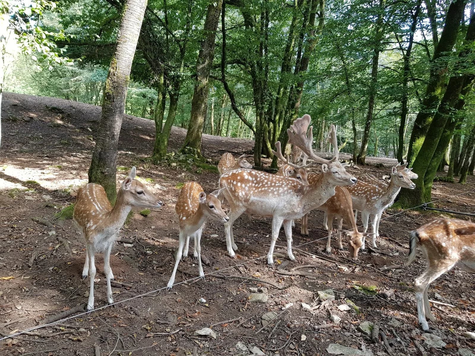Parc Animalier de la Forêt de Chailluz