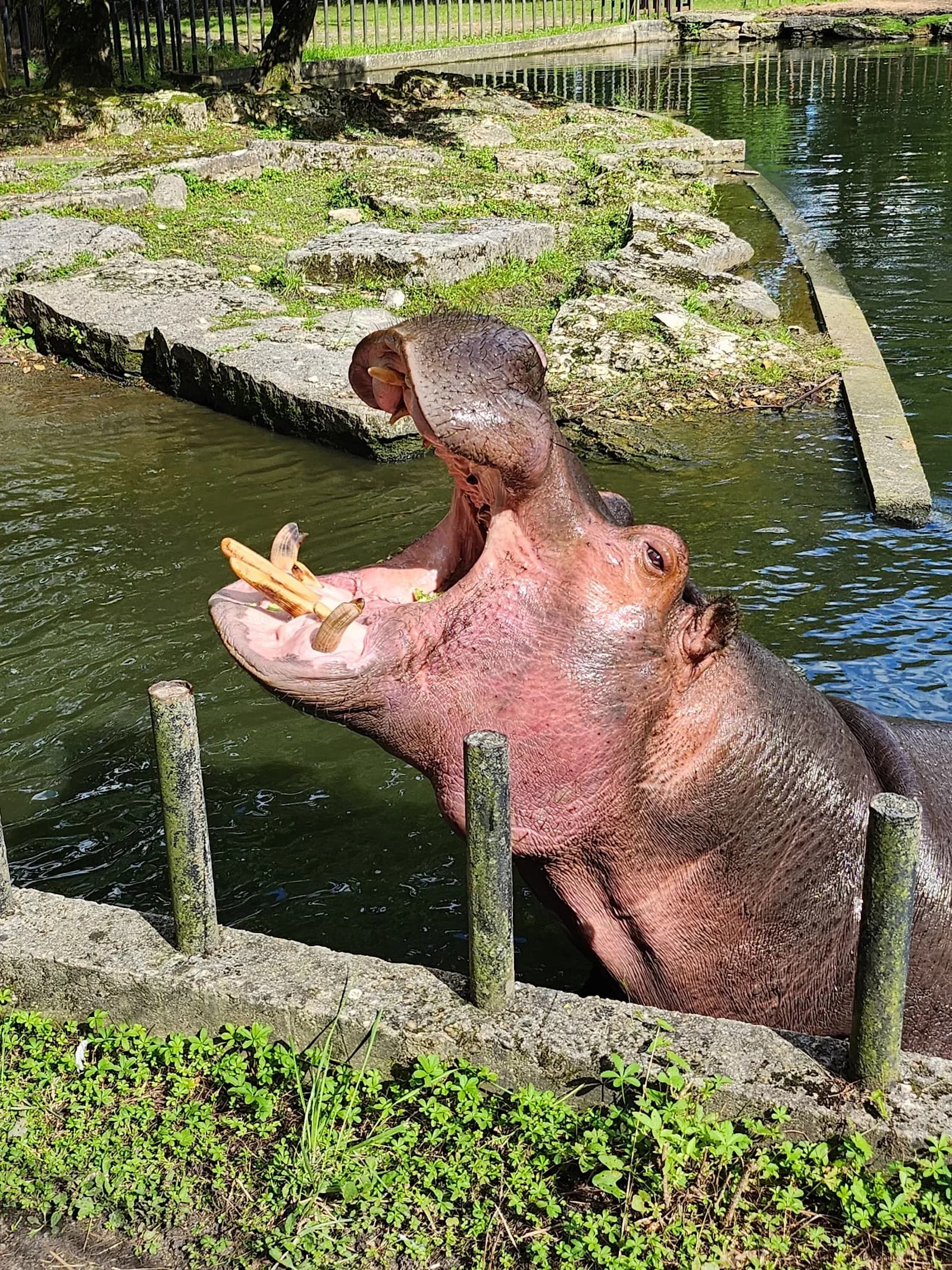 Parc Zoologique du Bois d'Attilly