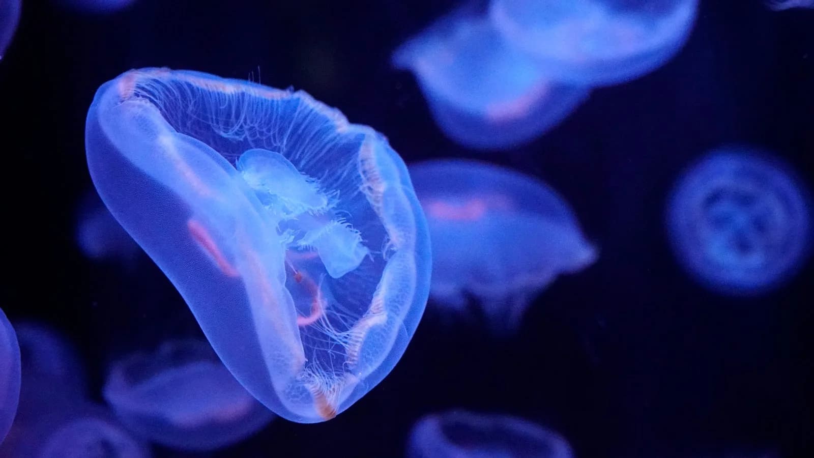 Aquarium de Paris - Cinéaqua