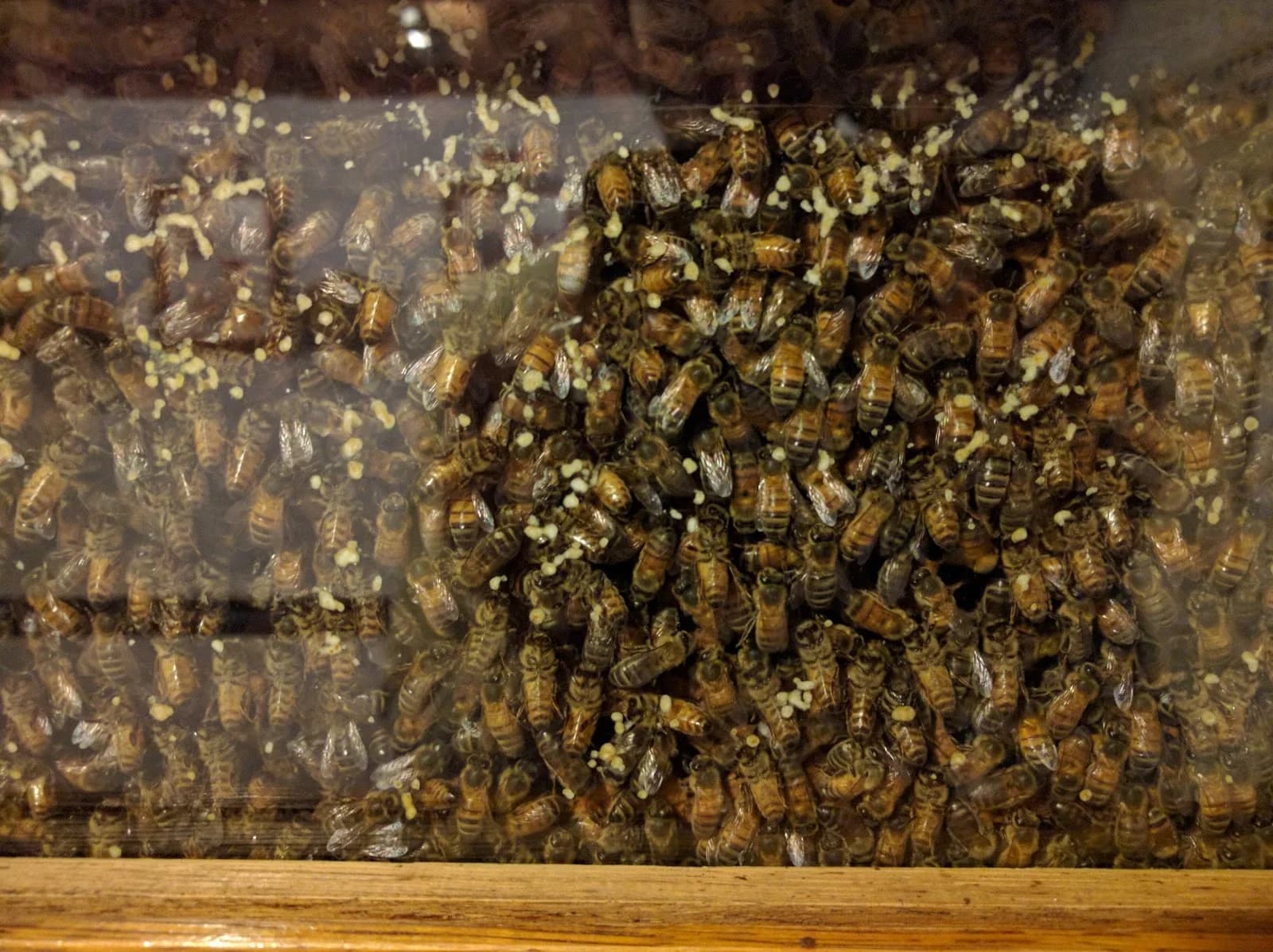 Le Monde des Abeilles