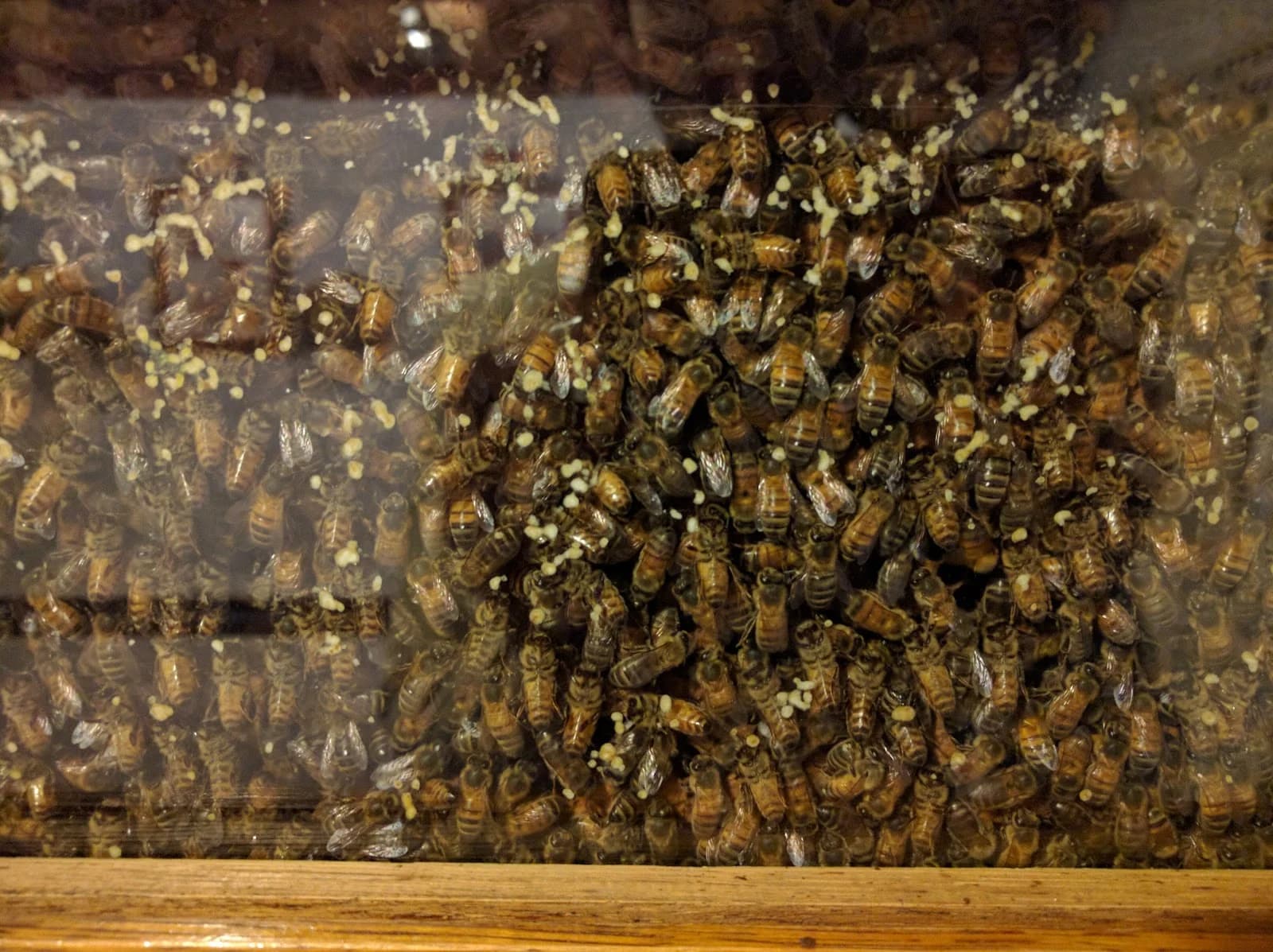 Le Monde des Abeilles