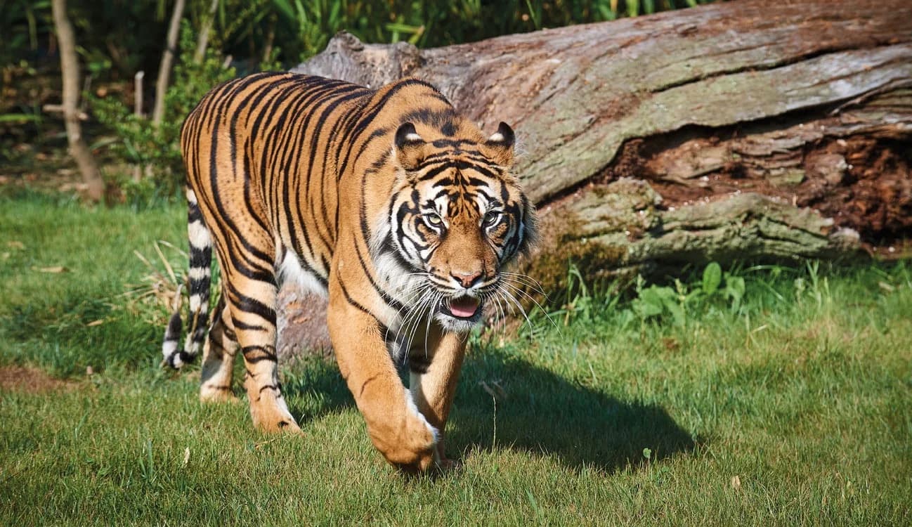 Zoo de la Flèche