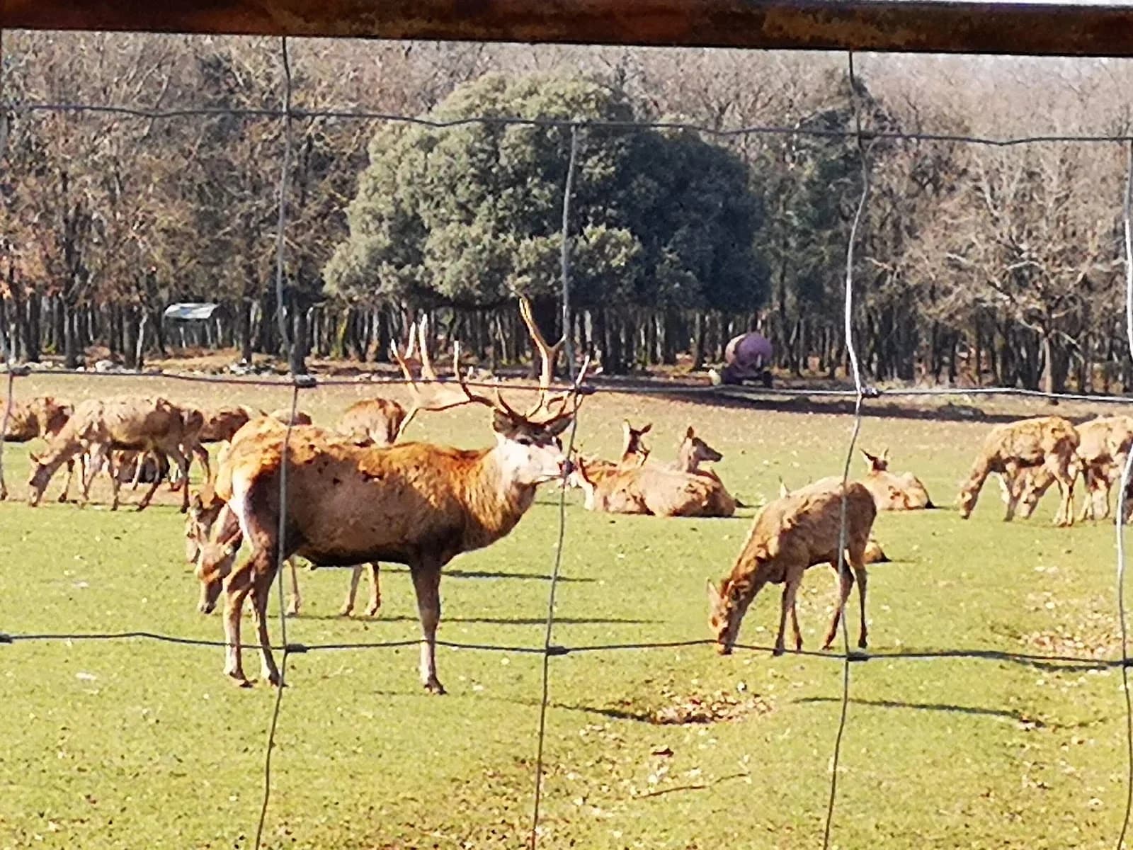 Cerfs des Eaux Claires