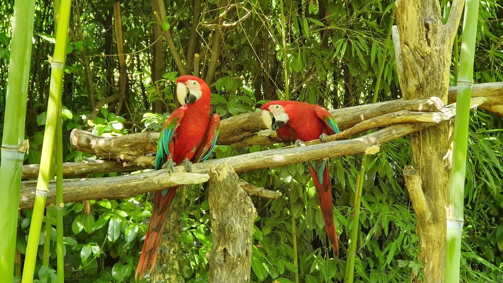 Le Parc des Perroquets de Spectacle