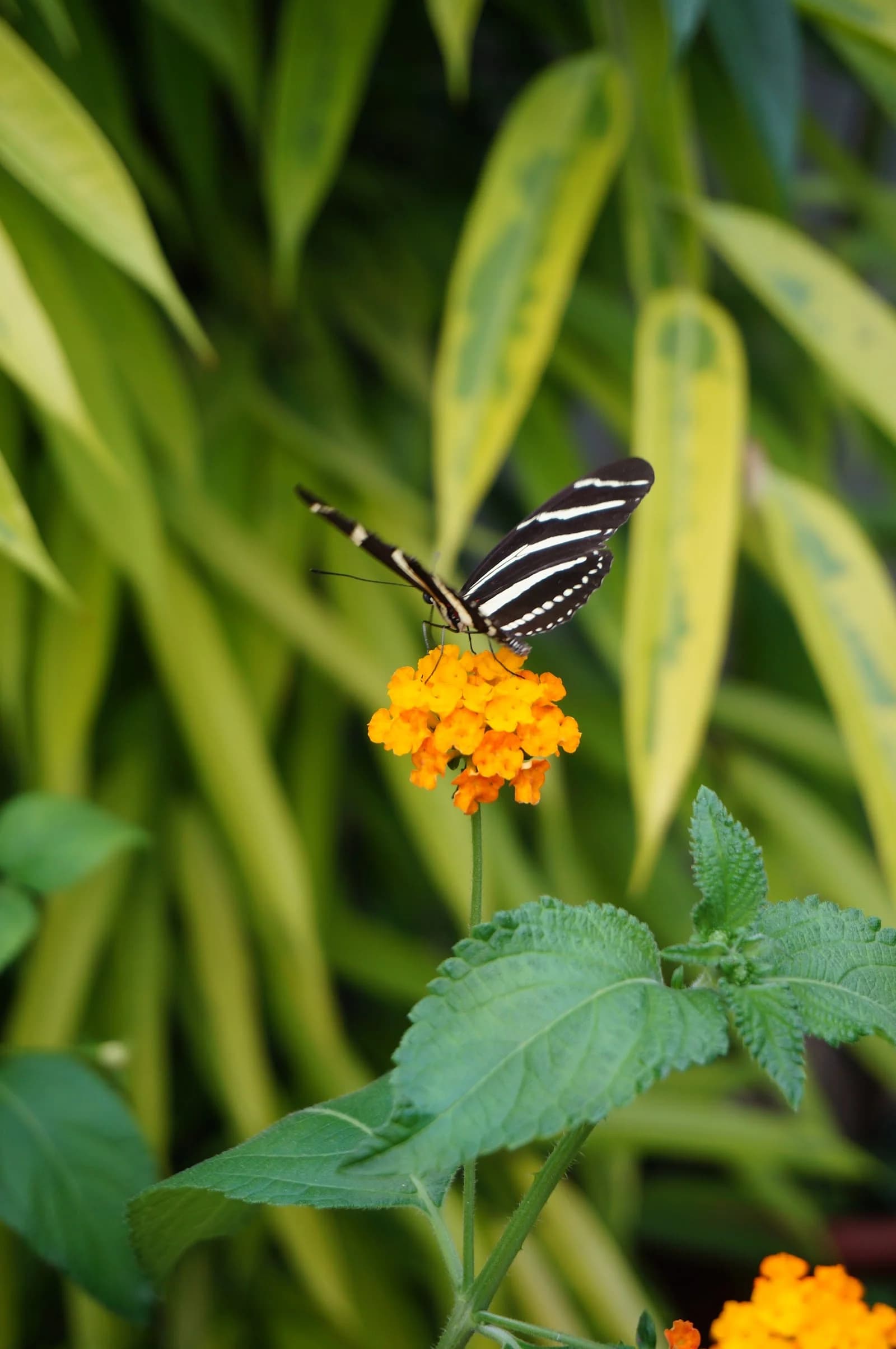 Enigmatis