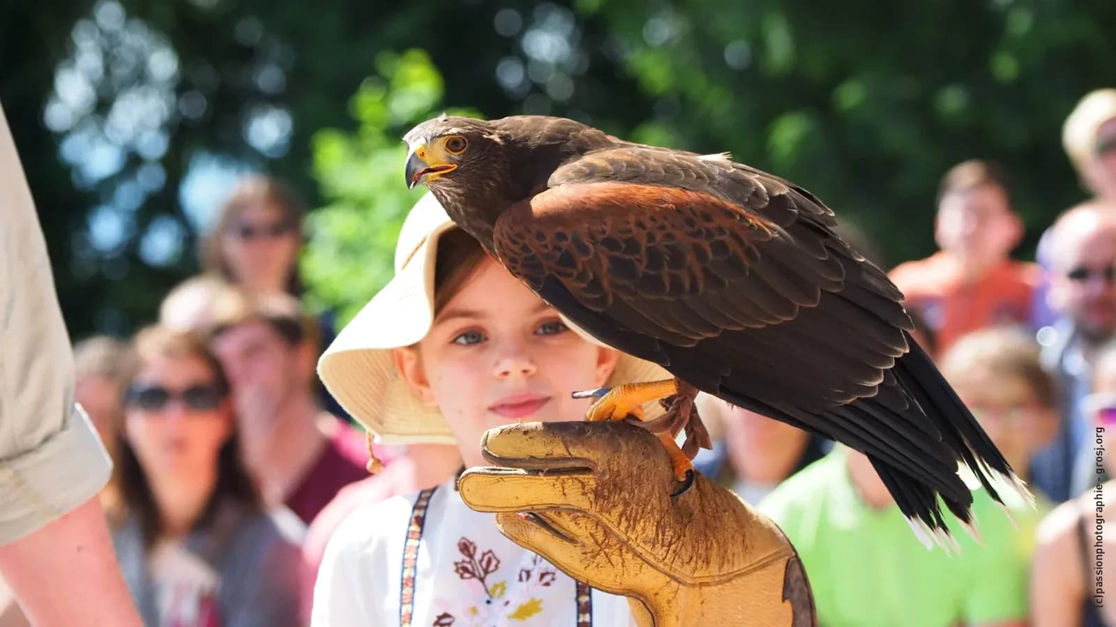 La Volerie des Aigles