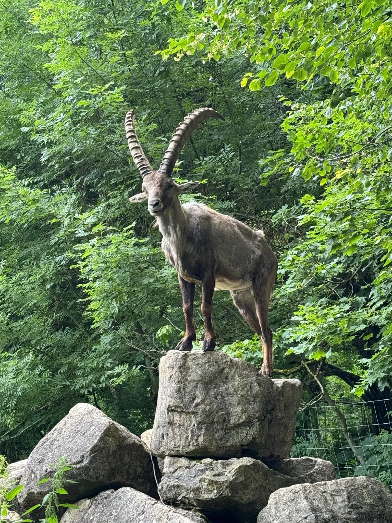 Parc animalier château de Moidière