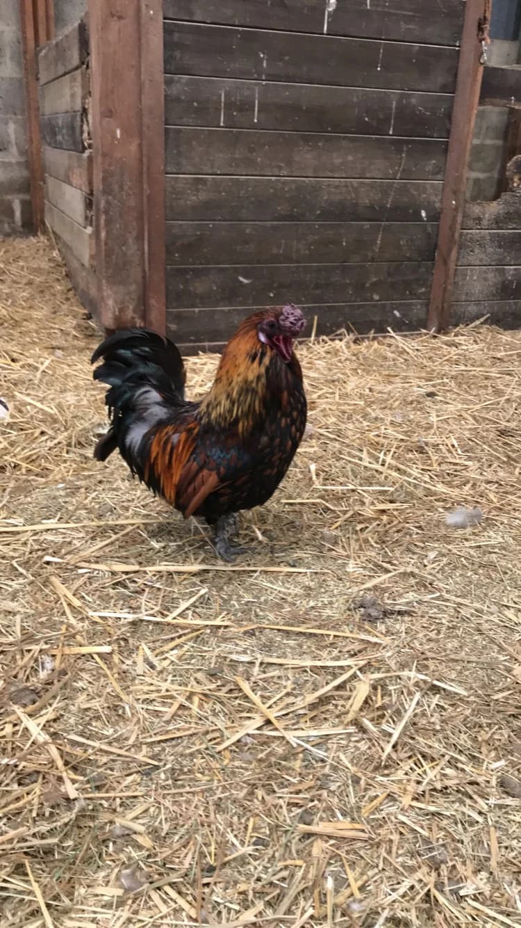 Ferme de la Liesse