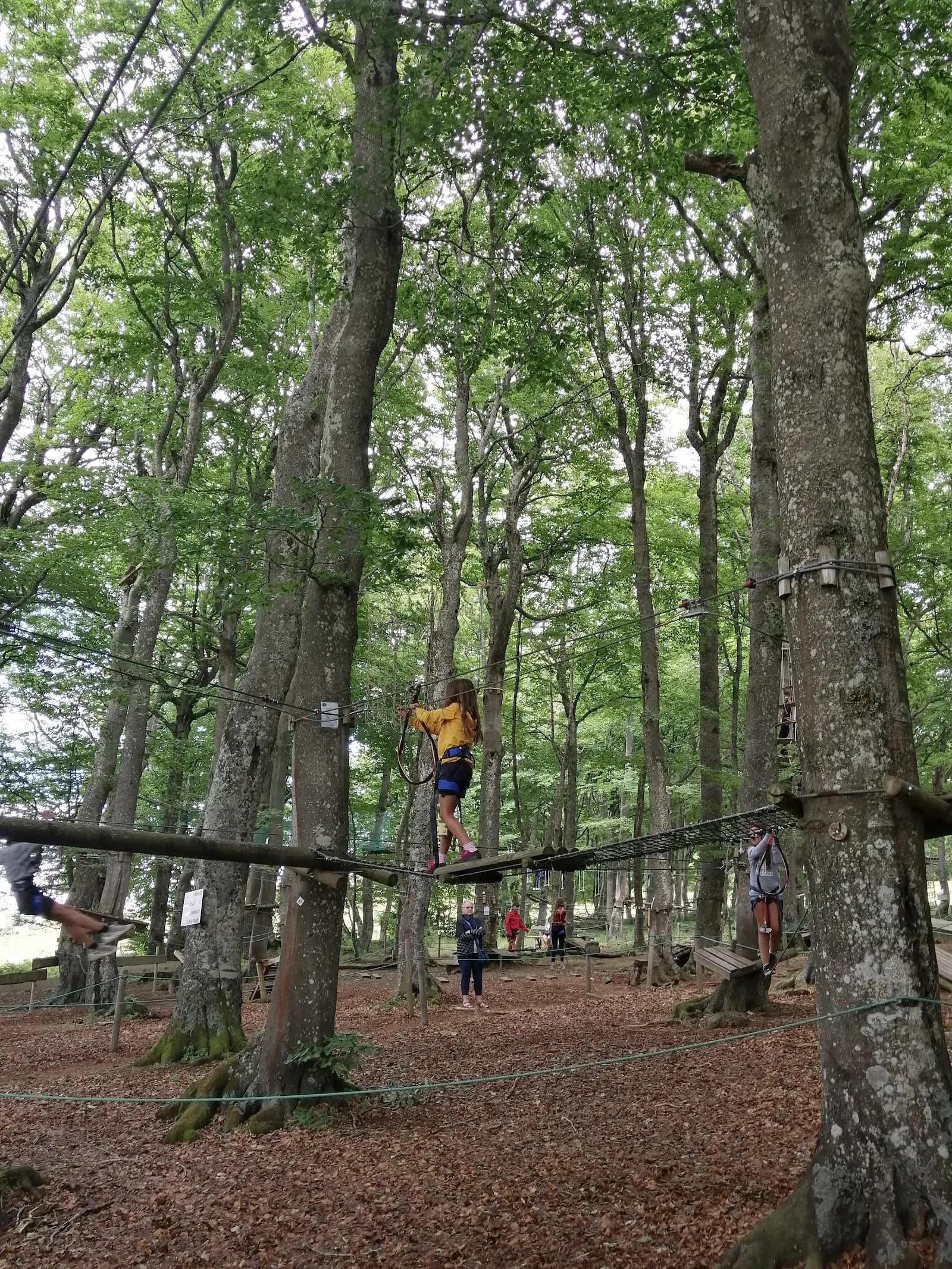 Dans les Arbres comme Tarzan