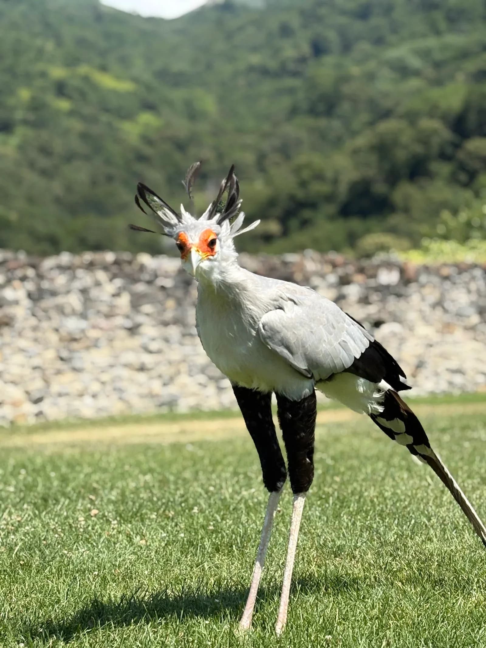 Le Donjon des Aigles