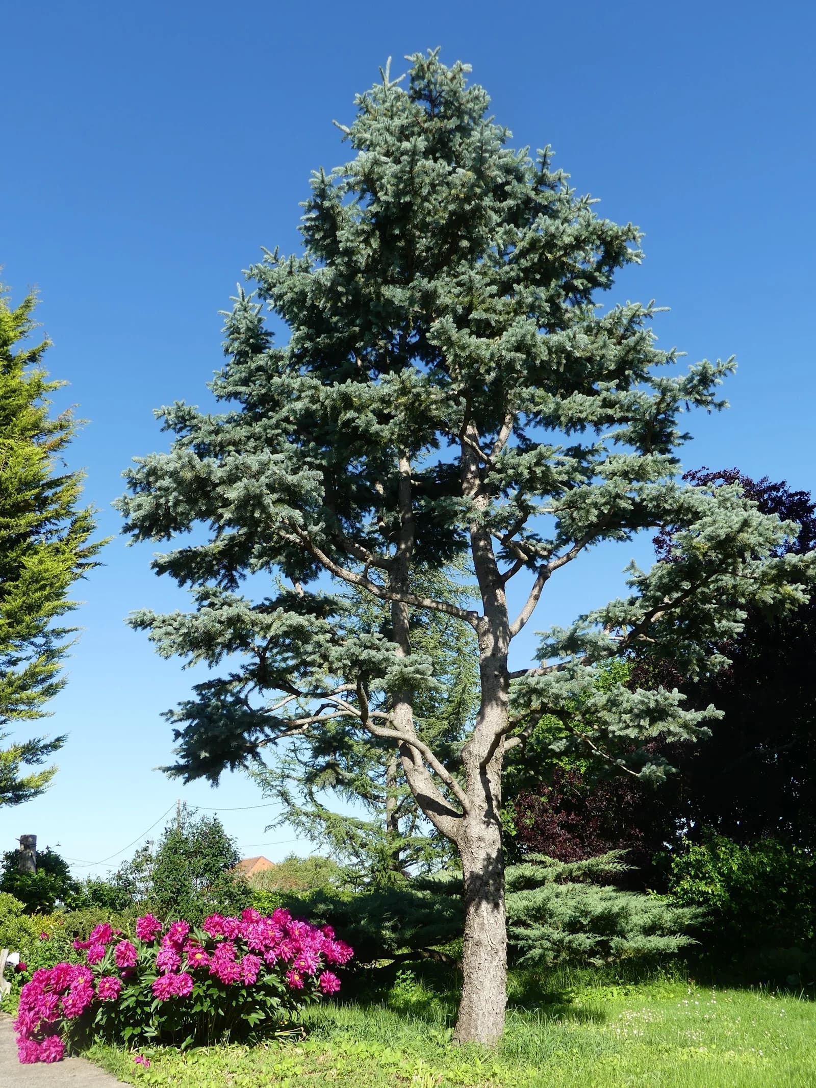 Canopée Enchantée