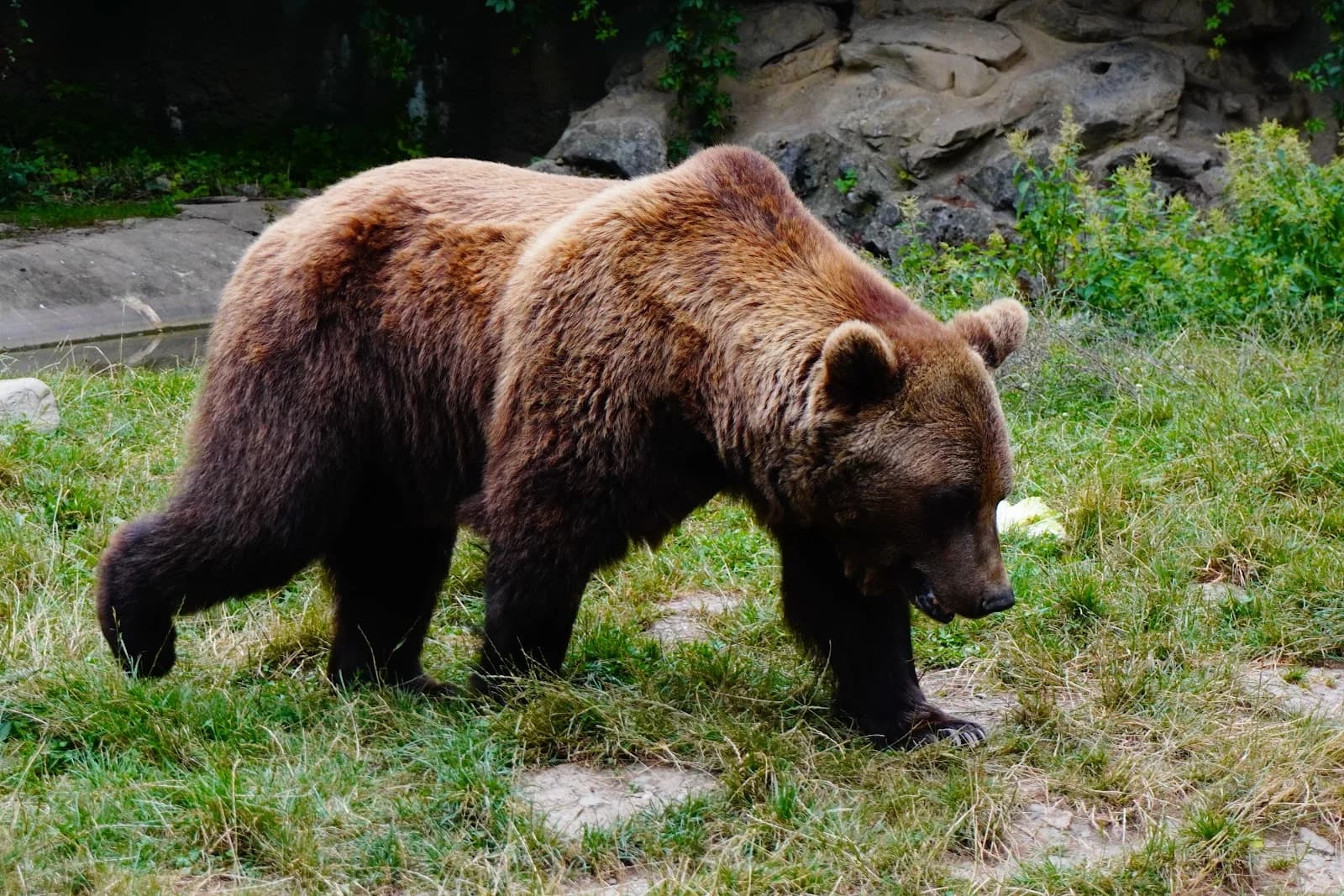 Espace  Animalier de Borce