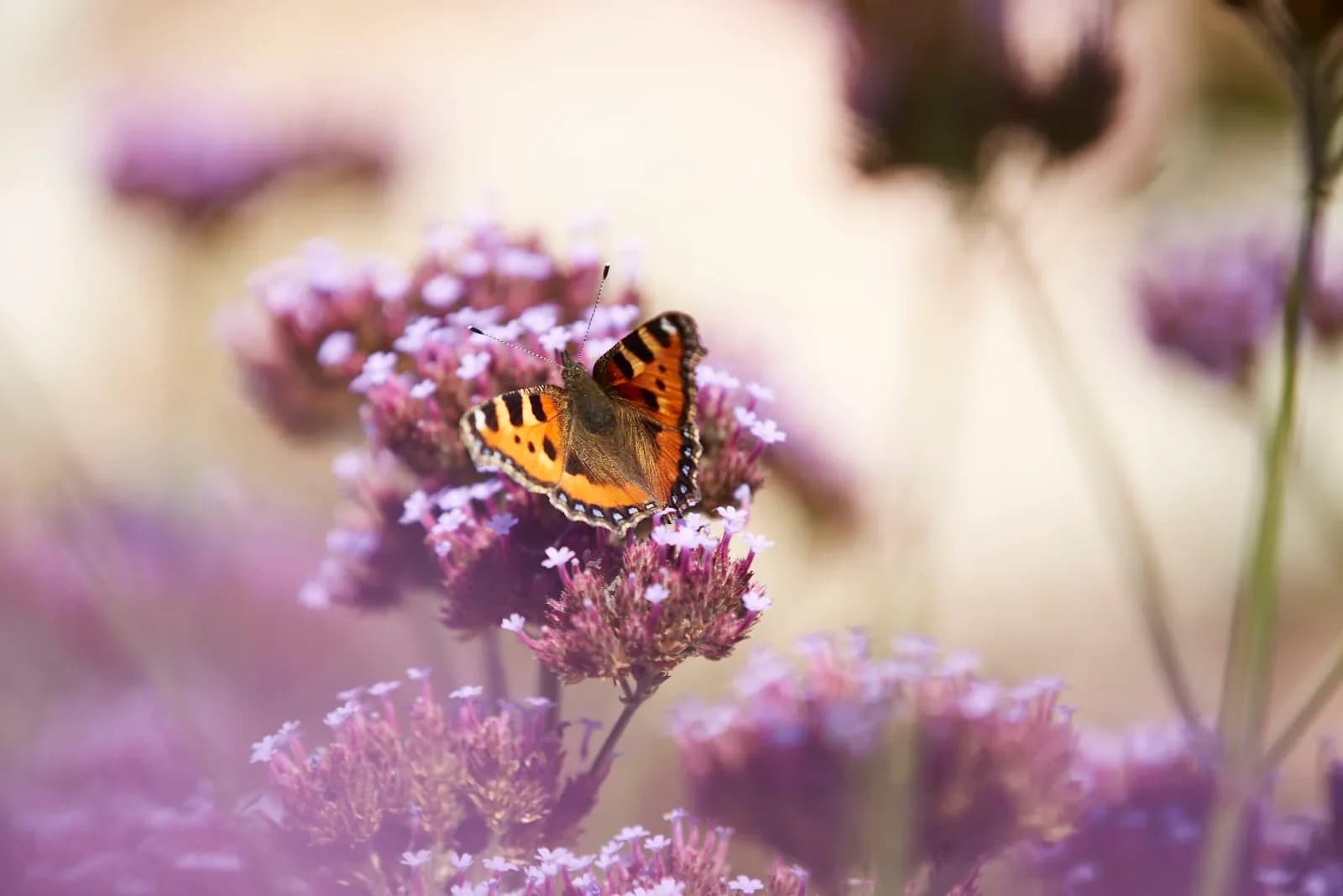 Les Jardins des Renaudies