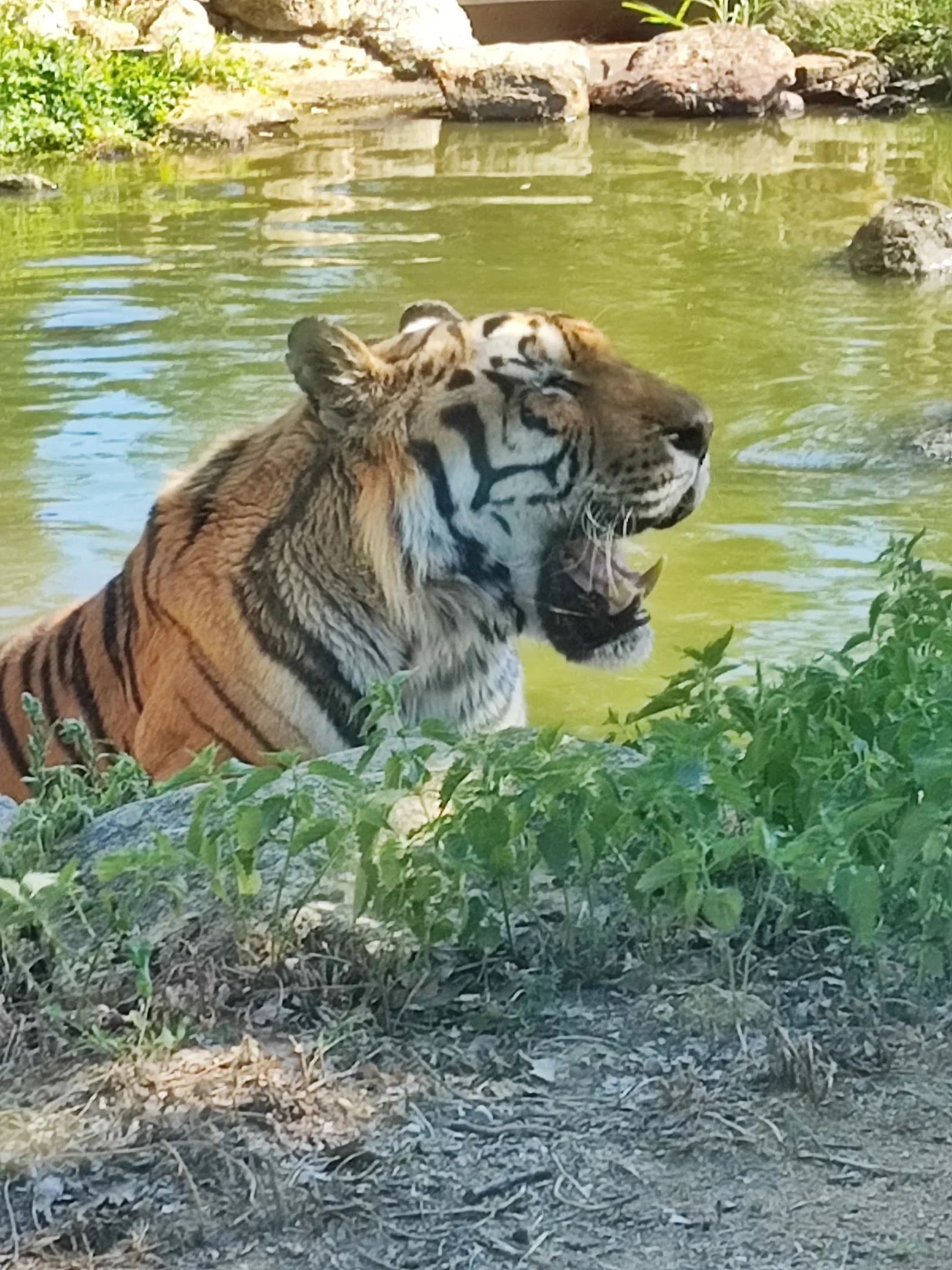 Safari de Peaugres