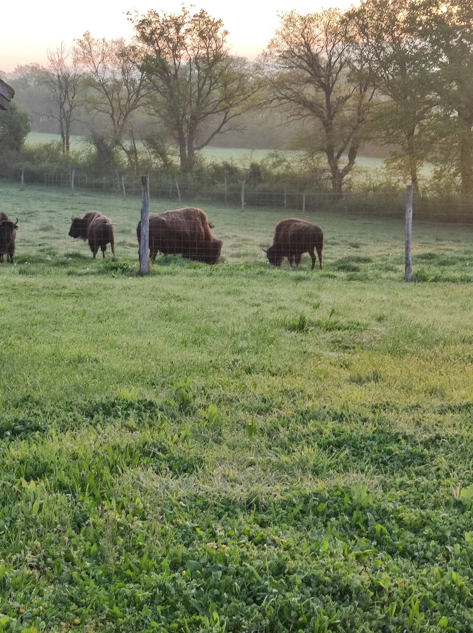 Tanka Bison
