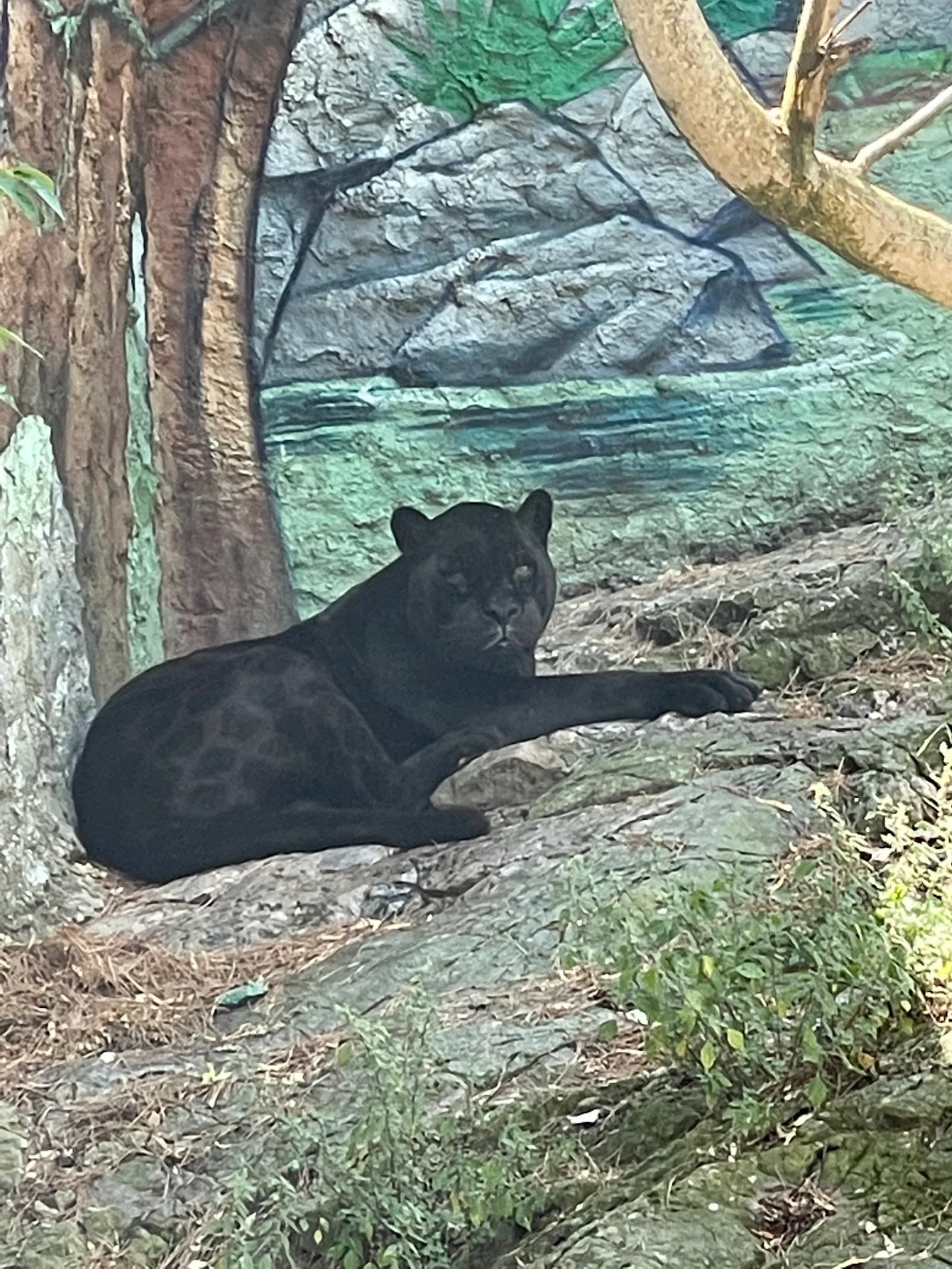 Zoo du Mont Faron
