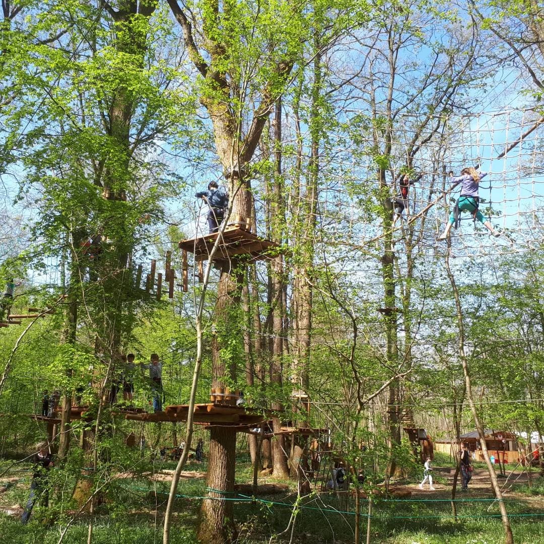 Forest Arena