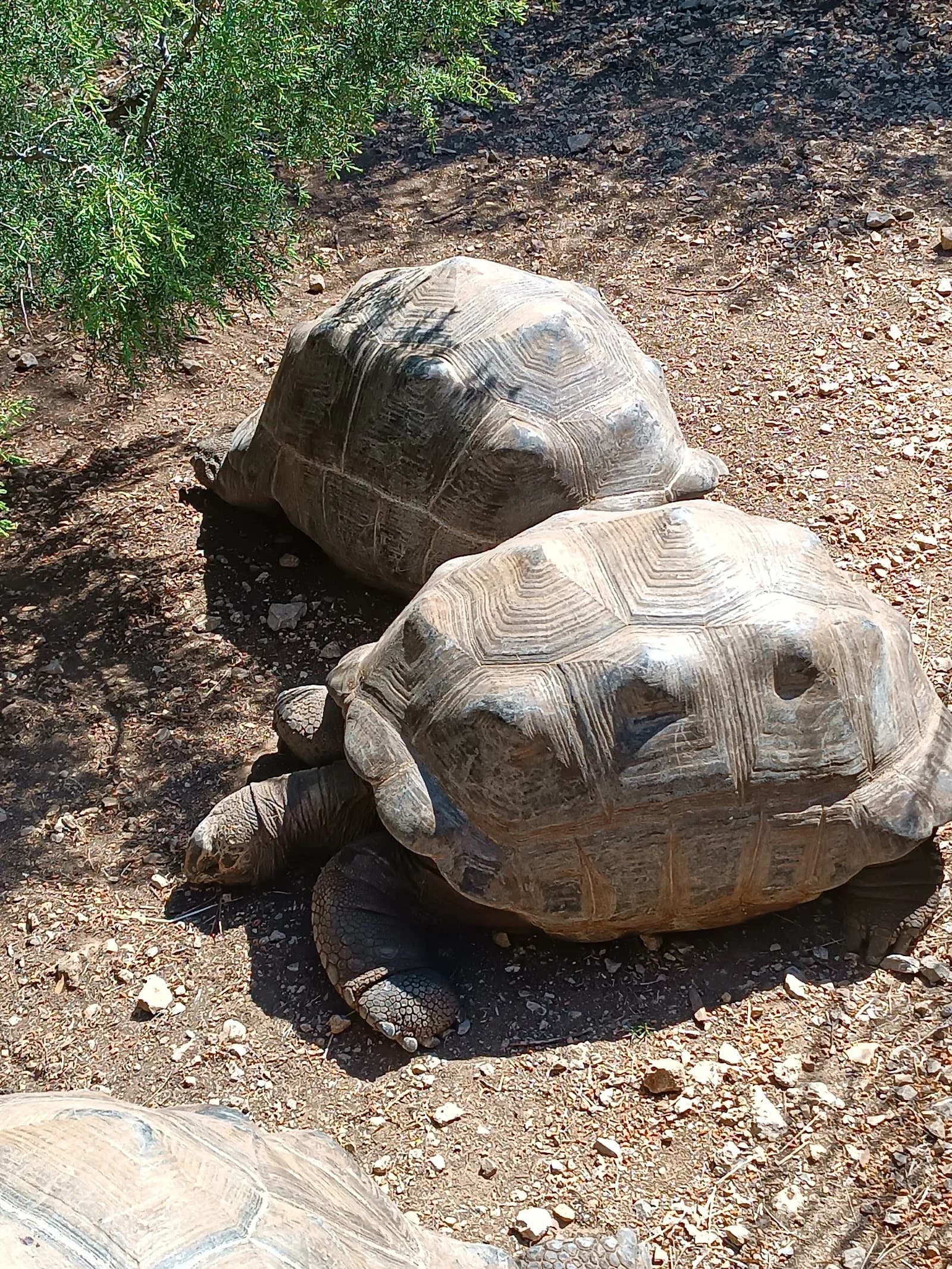 Village des Tortues