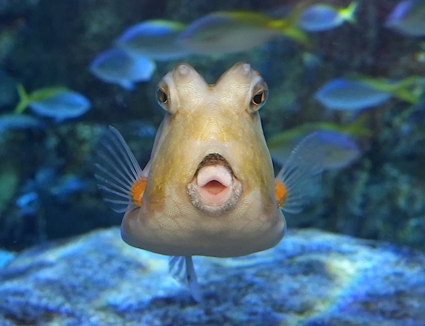 Seaquarium