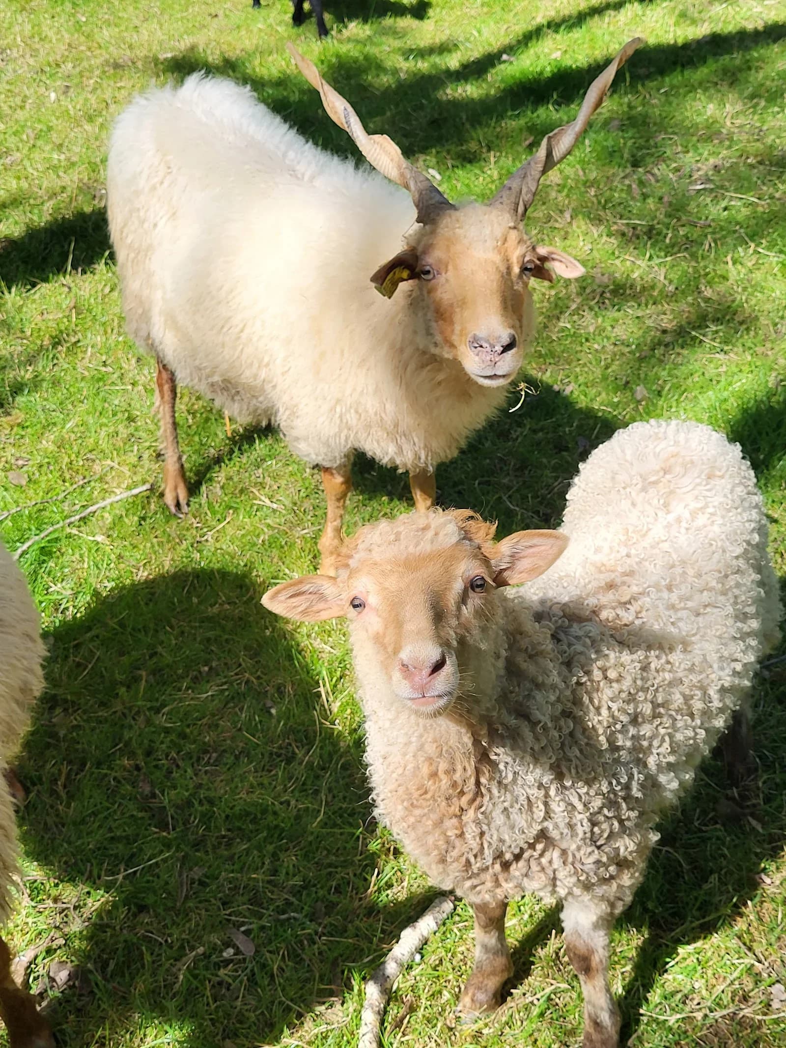 Parc Touristique Mouton Village