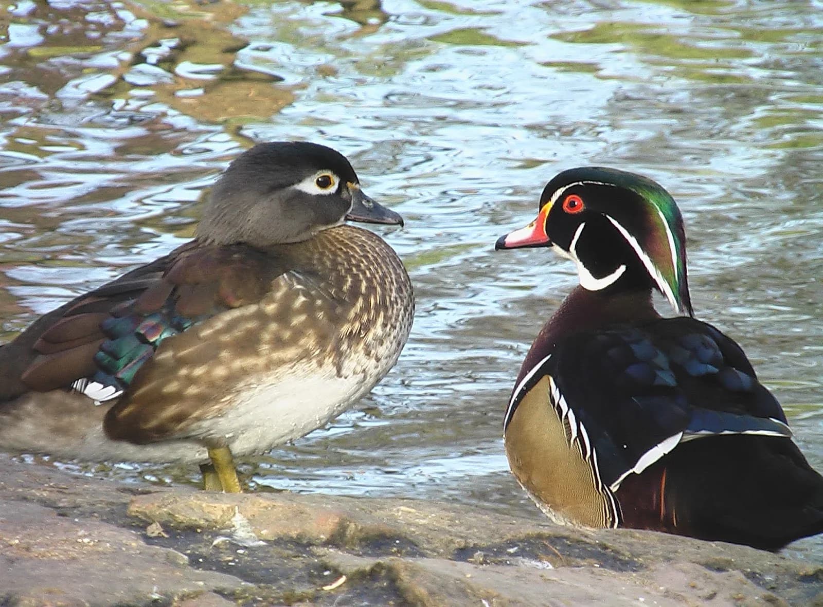 Parc ornithologique