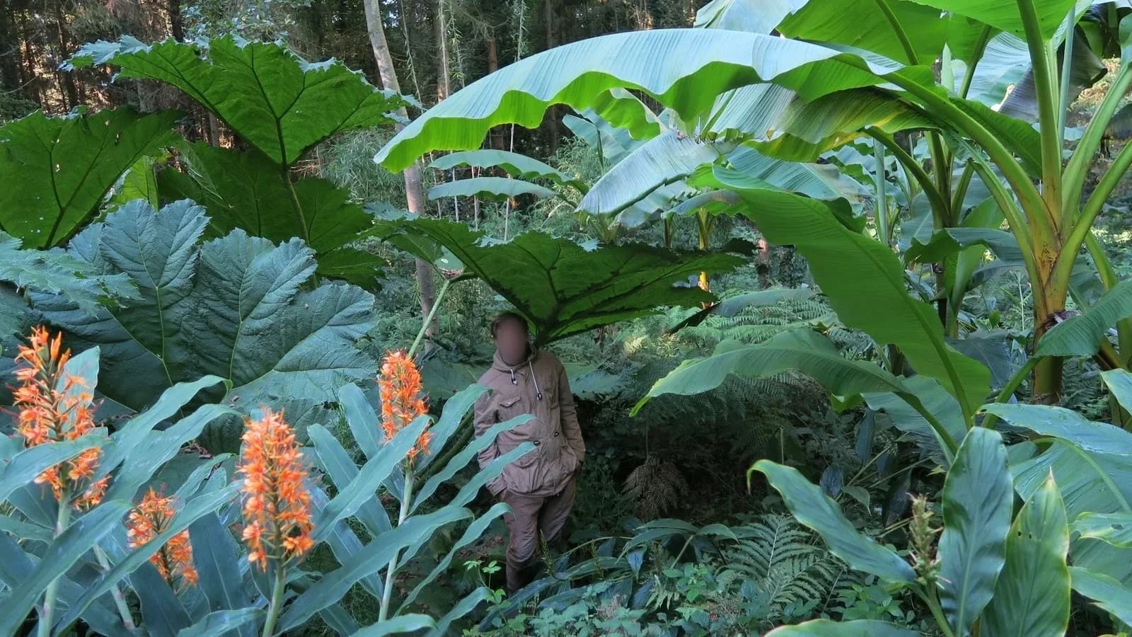 Jardin Jungle Karlostachys