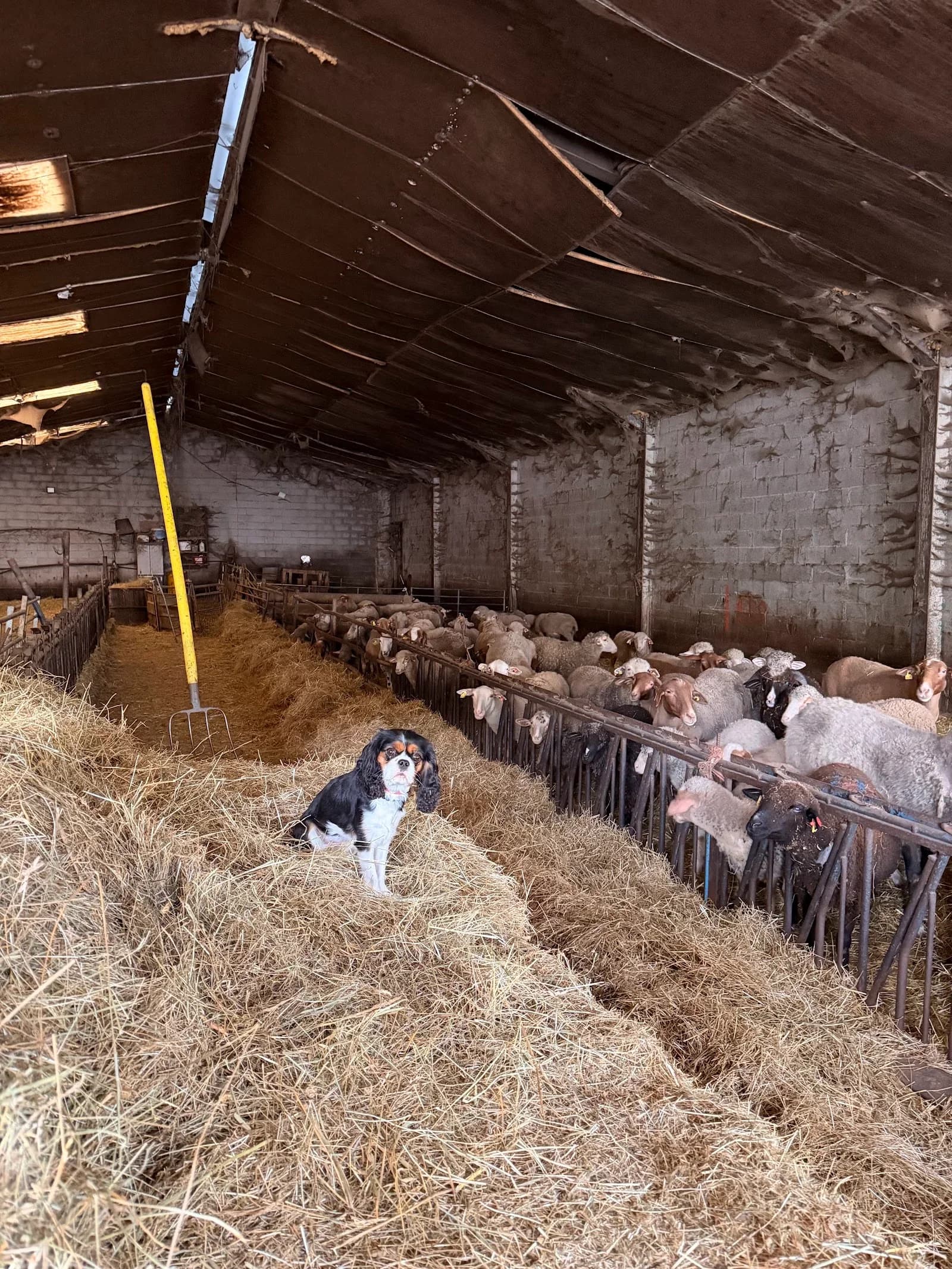 Gaec Ferme Beridon