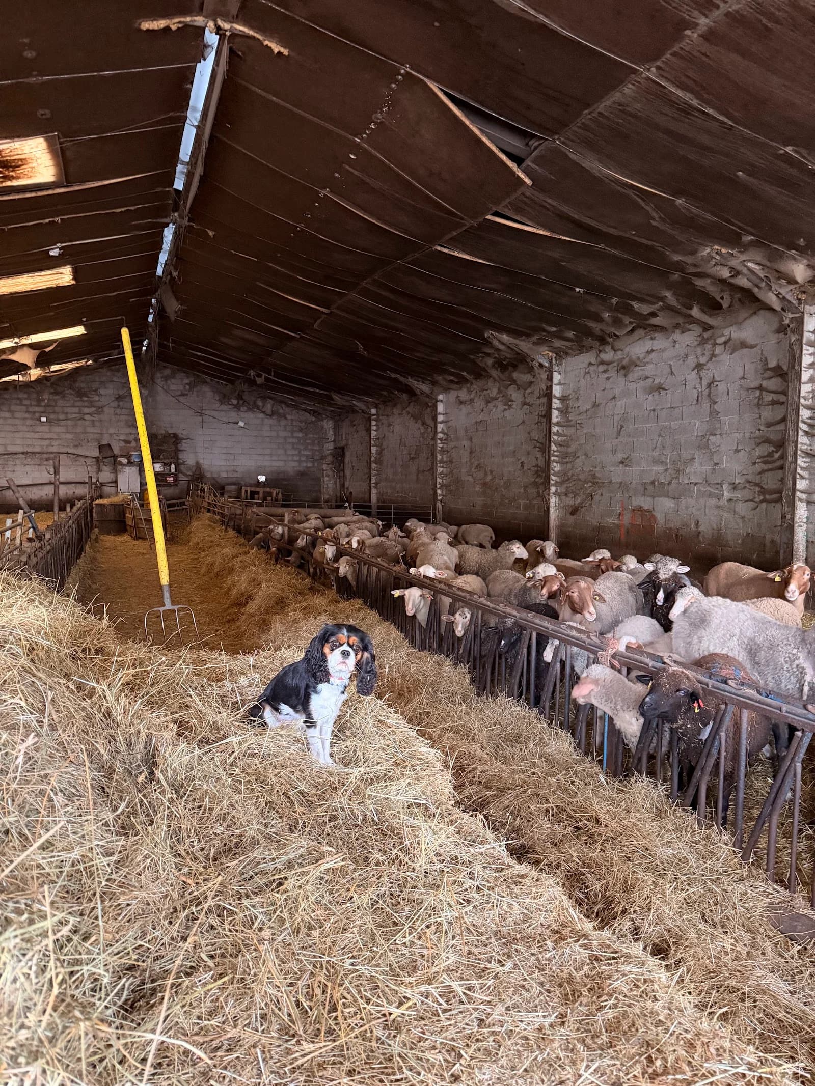 Gaec Ferme Beridon