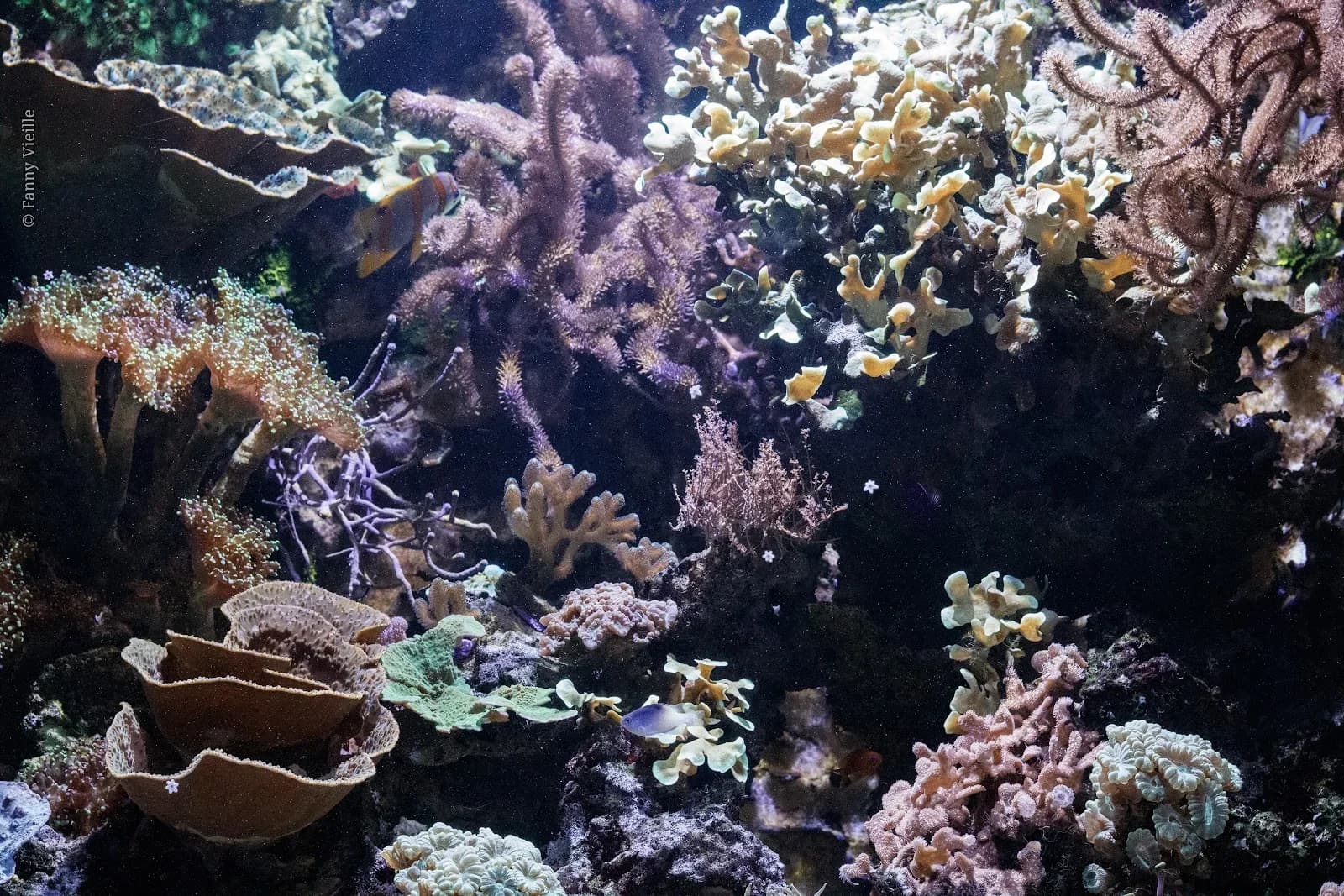 Aquarium du Limousin
