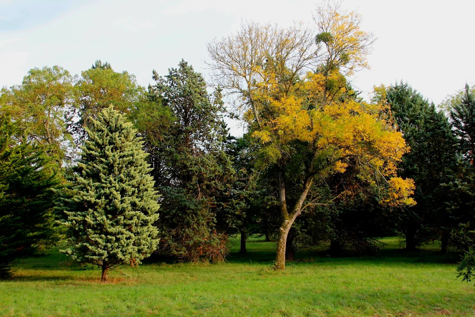 Arboretum de Chevreloup