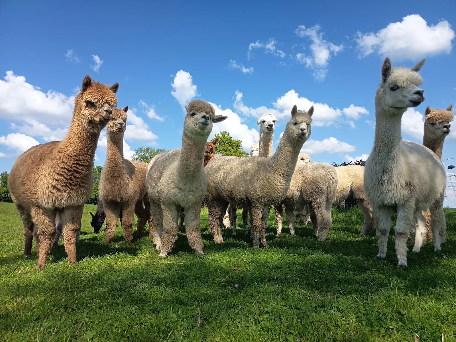 Les Lamas du Tilloux